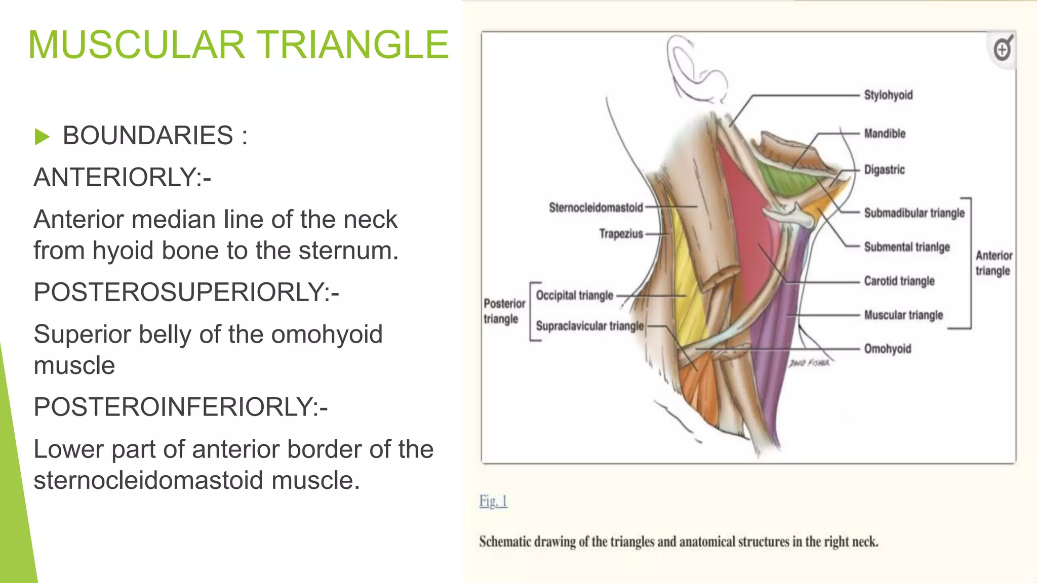 TRIANGLES OF NECK & APPLIED ANATOMY.pptx