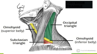 TRIANGLES OF NECK APPLIED ANATOMY pptx triangles-of-neck-applied-anatomy-pptx
