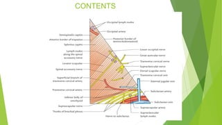 triangles of the neck | ppt Images High Quality Grahic TRIANGLES OF NECK & APPLIED ANATOMY.pptx
