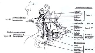 triangles of the neck | ppt Images High Quality Grahic TRIANGLES OF NECK & APPLIED ANATOMY.pptx