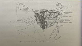 triangles of the neck | ppt Images High Quality Grahic TRIANGLES OF NECK & APPLIED ANATOMY.pptx