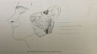 triangles of the neck | ppt Images High Quality Grahic TRIANGLES OF NECK & APPLIED ANATOMY.pptx