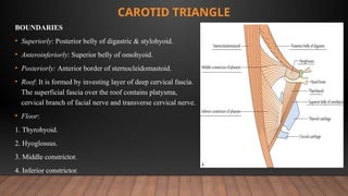 Comprehensive Overview of Neck Triangles in Oral & Maxillofacial ...