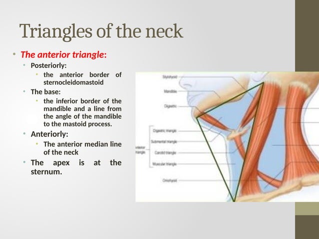 triangles of neck dr bushra.ppt ucmd anatomy | PPT