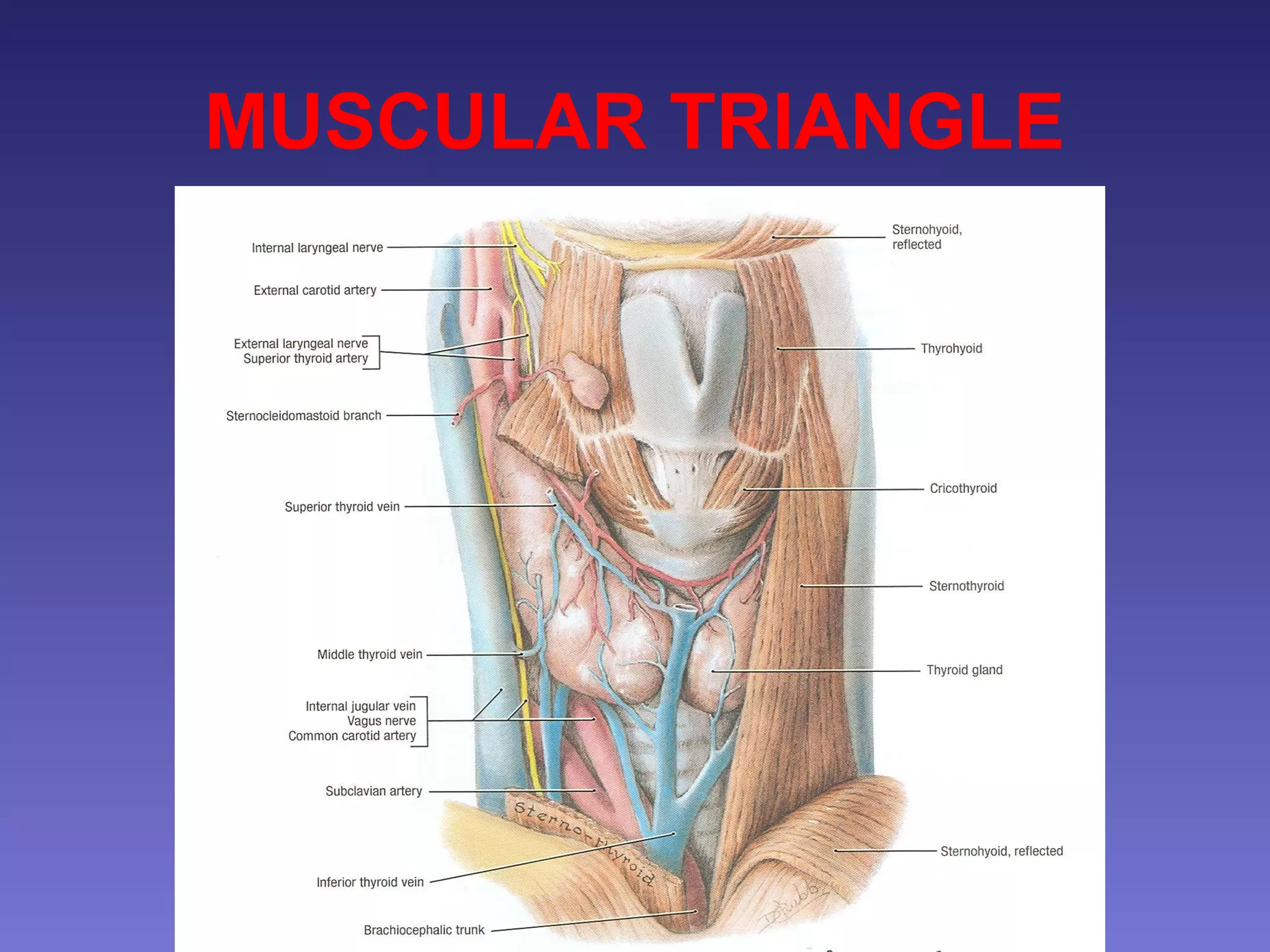 surgical anatomy of Triangles of neck PPT