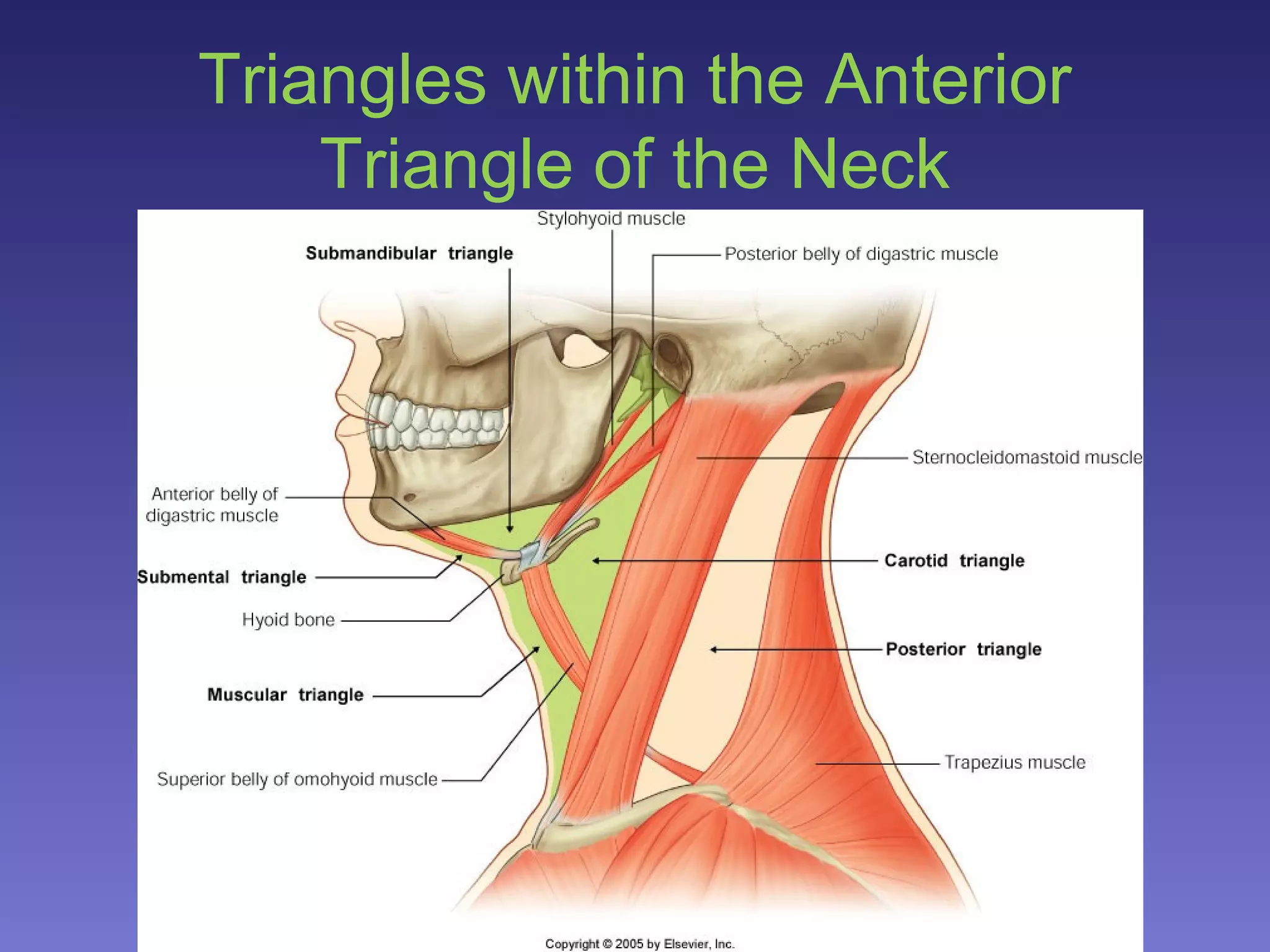 surgical anatomy of Triangles of neck PPT