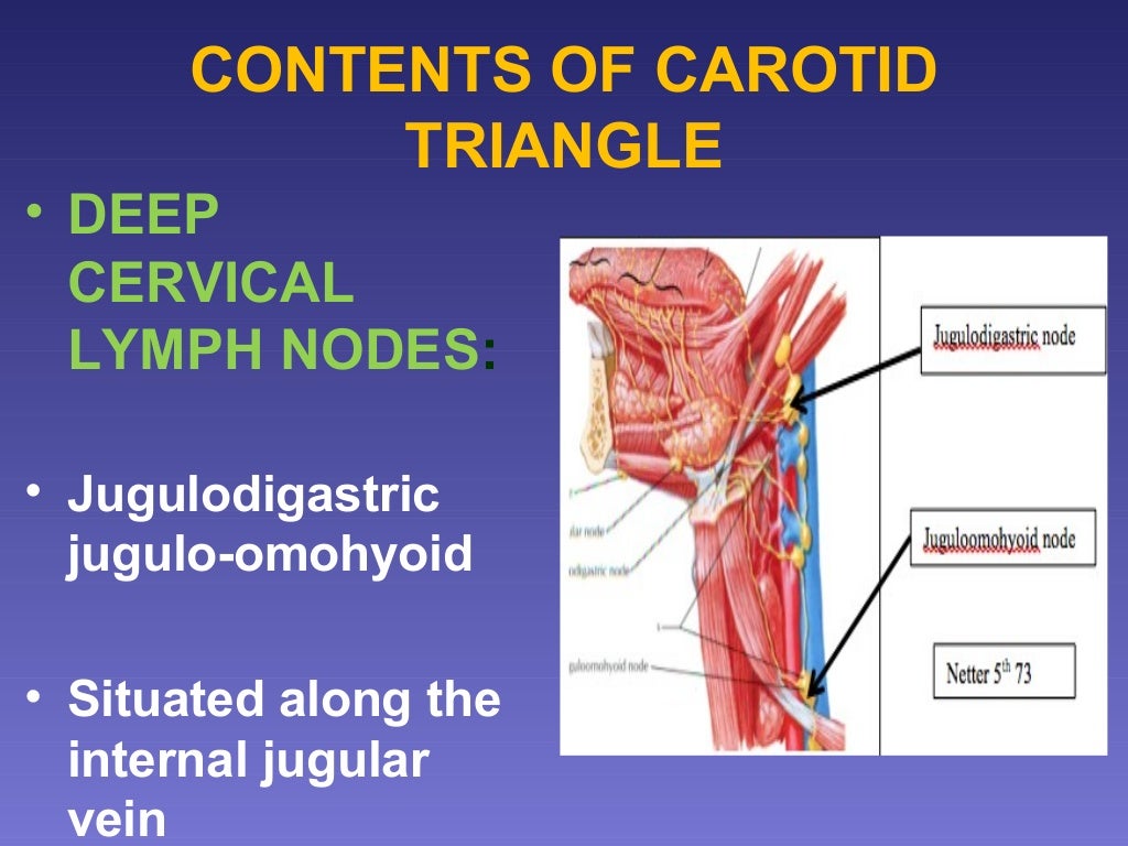 surgical anatomy of Triangles of neck