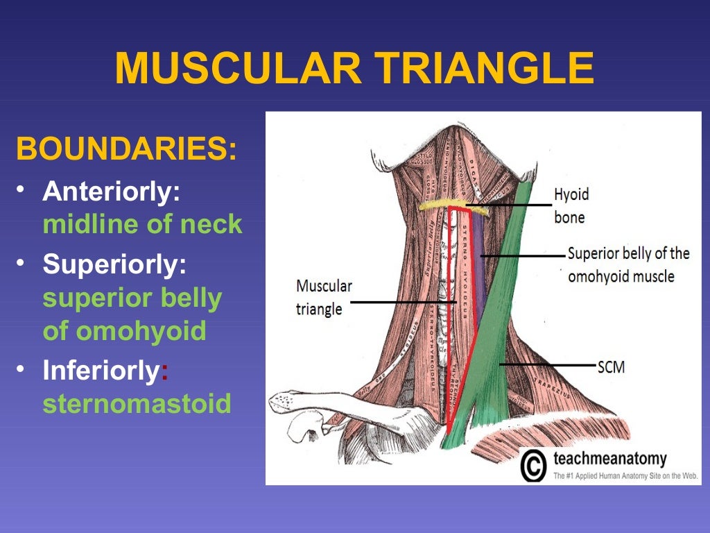 surgical anatomy of Triangles of neck