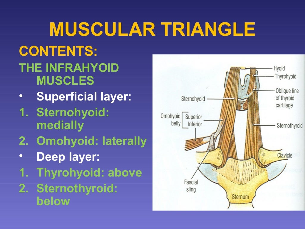 surgical anatomy of Triangles of neck