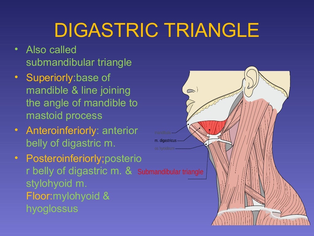 surgical anatomy of Triangles of neck