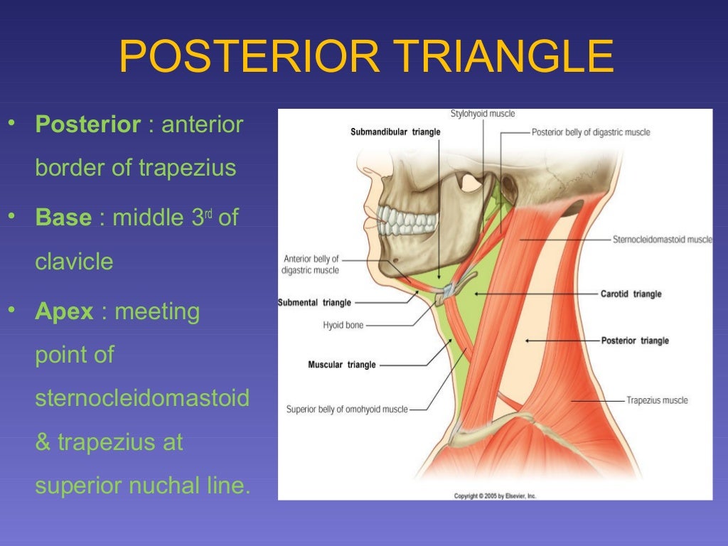 surgical anatomy of Triangles of neck