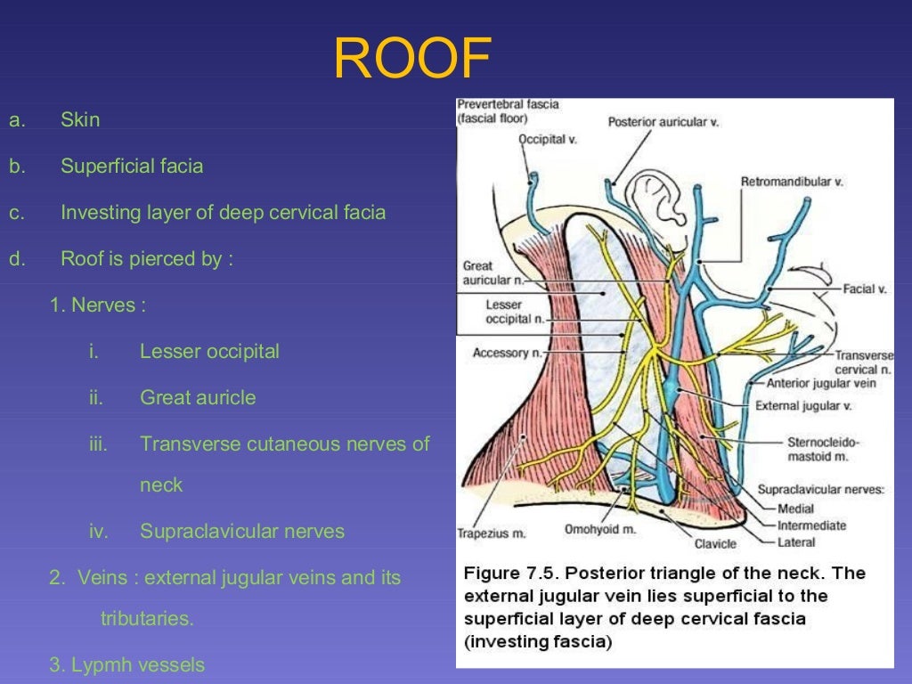 surgical anatomy of Triangles of neck