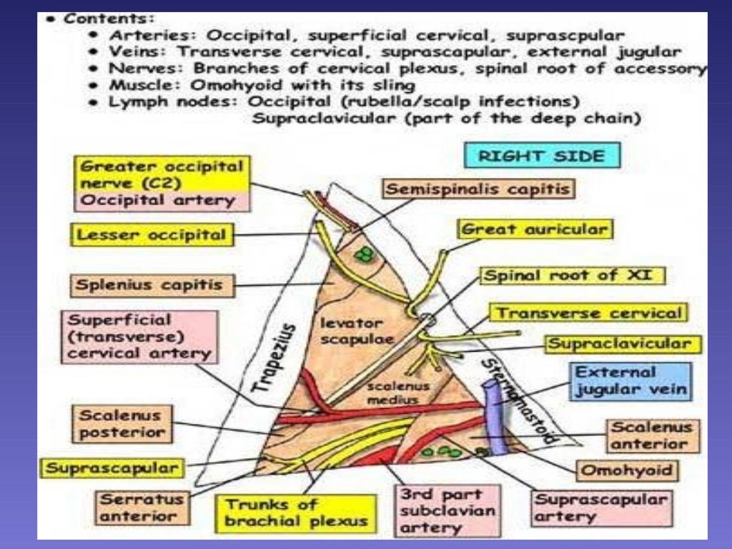 surgical anatomy of Triangles of neck
