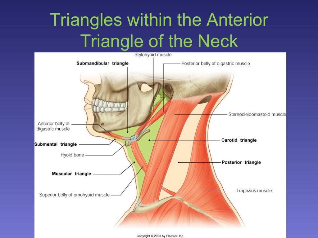 surgical anatomy of Triangles of neck
