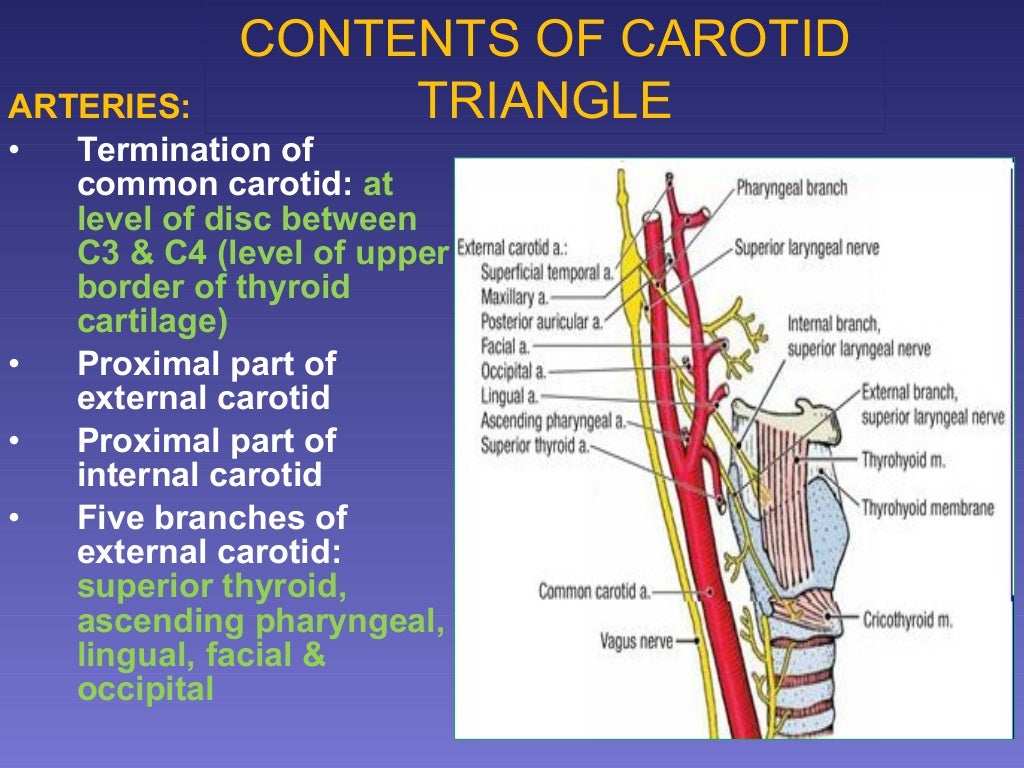 surgical anatomy of Triangles of neck