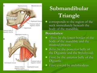 Triangles of the neck | PPT