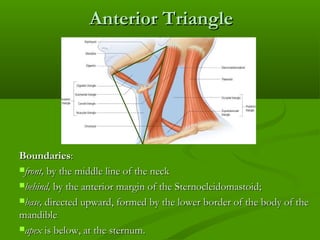 Sternal Triangle Triangles of the neck | PPT