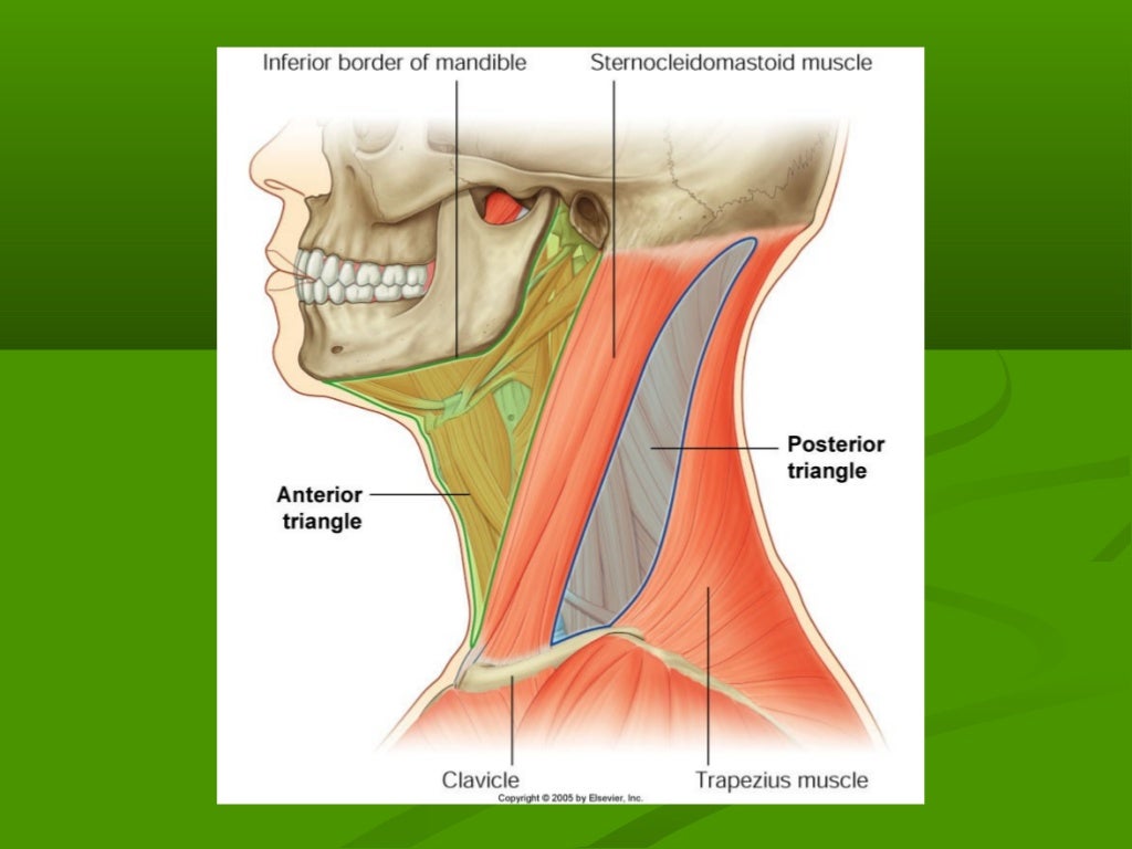 Triangles of the neck