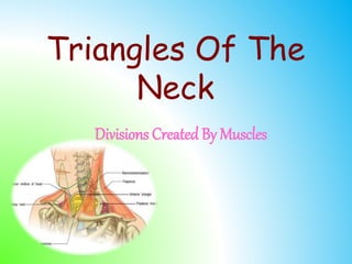 Triangles Of The
Neck
Divisions Created By Muscles
 