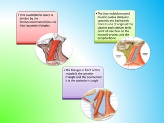 Sternal Triangle Triangles of the neck | PPTX