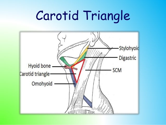 lingual artery
