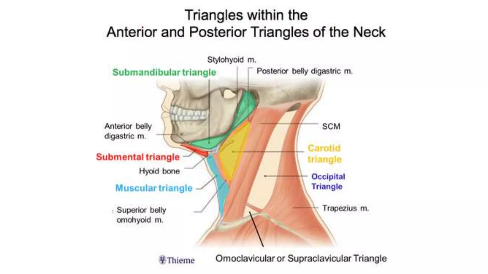 TRIANGLES OF THE NECK | PPTX