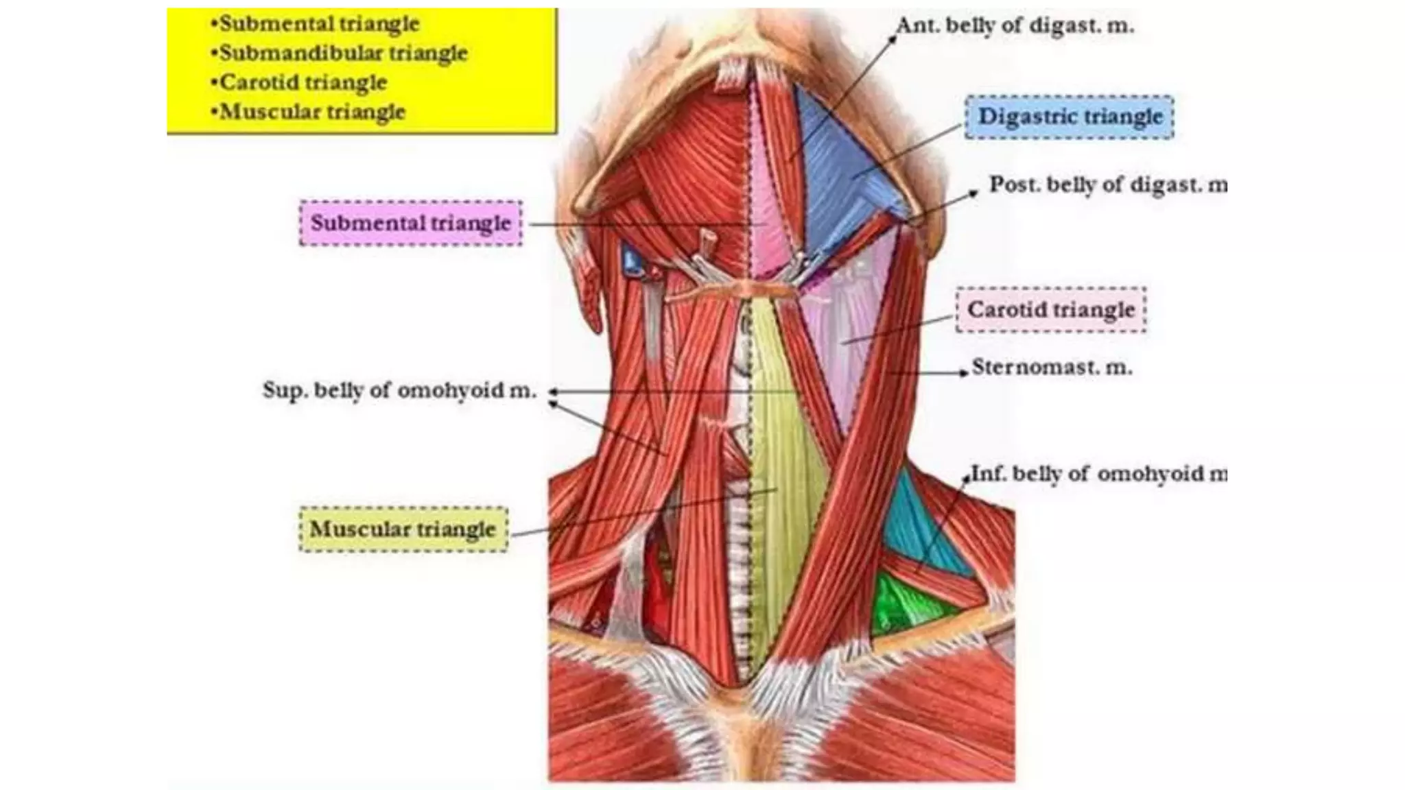 TRIANGLES OF THE NECK | PPTX