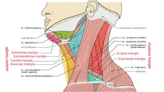 Triangular Rostrum TRIANGLES OF THE NECK | PPTX