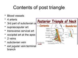 TRIANGLES OF THE NECK...pptx. Contains a | PPTX