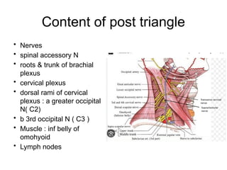 TRIANGLES OF THE NECK...pptx. Contains a | PPTX