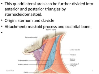 Sternal Triangle TRIANGLES OF THE NECK.pptx HUMAN ANATOMY HEAD AND NECK | PPTX
