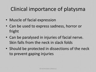 Clinical importance of platysma
• Muscle of facial expression
• Can be used to express sadness, horror or
fright
• Can be paralysed in injuries of facial nerve.
Skin falls from the neck in slack folds
• Should be protected in dissections of the neck
to prevent gaping injuries
DR NDAYISABA CORNEILLE
 
