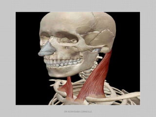 DR NDAYISABA CORNEILLE
 