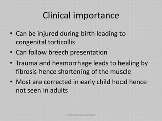 Clinical importance
• Can be injured during birth leading to
congenital torticollis
• Can follow breech presentation
• Trauma and heamorrhage leads to healing by
fibrosis hence shortening of the muscle
• Most are corrected in early child hood hence
not seen in adults
DR NDAYISABA CORNEILLE
 
