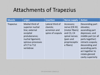 Attachments of Trapezius
Muscle origin insertion Nerve supply Action
Trapezius Medial third of
superior nuchal
line; external
occipital
protuberance;
nuchal ligament;
spinous processes
of C7 to T12
vertebrae
Lateral third of
clavicle;
acromion and
spine of scapula
Accessory
nerve (CN XI)
(motor fibers)
and C3, C4
spinal nerves
(pain and
proprioceptiv
e fibers)
Descending part
elevates;
ascending part
depresses; and
middle part (or all
parts together)
retracts scapula;
descending and
ascending parts
act together to
rotate glenoid
cavity superiorly
DR NDAYISABA CORNEILLE
 