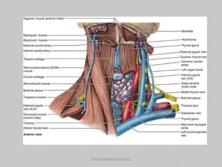 DR NDAYISABA CORNEILLE
 