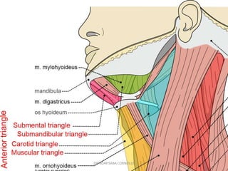 DR NDAYISABA CORNEILLE
 
