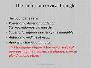 The anterior cervical triangle
The boundaries are:
• Posteriorly: Anterior border of
Sternocleidomastoid muscle.
• Superiorly: Inferior border of the mandible.
• Anteriorly: midline of neck.
• Apex is by the jugular notch
This triangular region is the major surgical
approach to the trachea, esophagus, thyroid
gland among others.
DR NDAYISABA CORNEILLE
 
