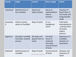Muscle Origin Insertin Nerve supply Action
mylohyoid Mylohoid line of
the mandible
Raphe and
body of hyoid
Nerve to
mylohoid(from
inferior
alveolar)
Elevation of
hyoid, floor of
the mouth and
tongue(swallo
wing)
Geniohyoi
d
Inferior mental
spines of mandible
Body of hyoid C1 via
hypoglossal
nerve
Pulls hyoid
anteroposterior
, shortens floor
of mouth,
widens
pharynx
Digastrics Ant belly: mandible
Post belly: mastiod
process
Btn body and
greater horn of
hyoid
Ant belly:
nerve to
mylohoid
Post belly:
cervical branch
of facial
Depression of
mandible,
elevation of
hyoid bone
Stylohoid Styloid process of
mandible
Body of hyoid Cervical branch
of facial
Elevation and
retraction of
hyoid
DR NDAYISABA CORNEILLE
 