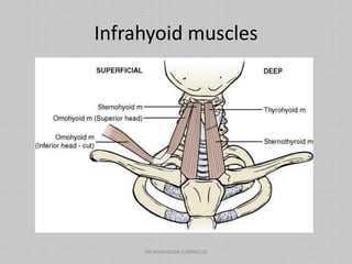 Infrahyoid muscles
DR NDAYISABA CORNEILLE
 