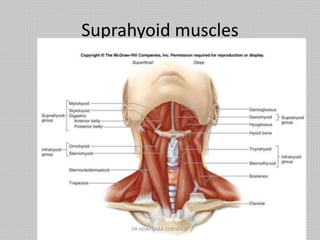 Suprahyoid muscles
DR NDAYISABA CORNEILLE
 