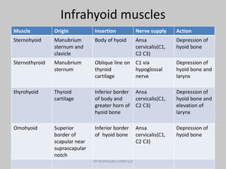 Infrahyoid muscles
Muscle Origin Insertion Nerve supply Action
Sternohyoid Manubrium
sternum and
clavicle
Body of hyoid Ansa
cervicalis(C1,
C2 C3)
Depression of
hyoid bone
Sternothyroid Manubrium
sternum
Oblique line on
thyroid
cartilage
C1 via
hypoglossal
nerve
Depression of
hyoid bone and
larynx
thyrohyoid Thyroid
cartilage
Inferior border
of body and
greater horn of
hyoid bone
Ansa
cervicalis(C1,
C2 C3)
Depression of
hyoid bone and
elevation of
larynx
Omohyoid Superior
border of
scapular near
suprascapular
notch
Inferior border
of hyoid bone
Ansa
cervicalis(C1,
C2 C3)
Depression of
hyoid bone
DR NDAYISABA CORNEILLE
 