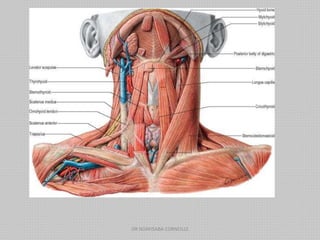 DR NDAYISABA CORNEILLE
 