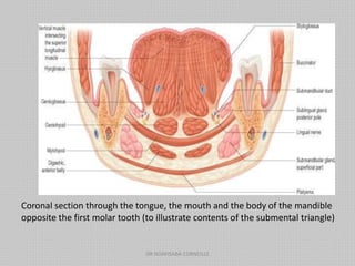 Coronal section through the tongue, the mouth and the body of the mandible
opposite the first molar tooth (to illustrate contents of the submental triangle)
DR NDAYISABA CORNEILLE
 