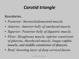 Carotid triangle
Boundaries:
• Posterior: Sternocleidomastoid muscle.
• Anterior: Anterior belly of omohyoid muscle.
• Superior: Posterior belly of digastric muscle.
• Floor: Hyoglossus muscle, inferior constrictor
of pharynx, thyrohyoid muscle, longus capitis
muscle, and middle constrictor of pharynx.
• Roof: Investing layer of deep cervical fascia.
DR NDAYISABA CORNEILLE
 