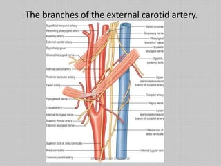 The branches of the external carotid artery.
DR NDAYISABA CORNEILLE
 
