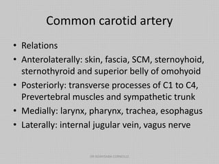 Common carotid artery
• Relations
• Anterolaterally: skin, fascia, SCM, sternoyhoid,
sternothyroid and superior belly of omohyoid
• Posteriorly: transverse processes of C1 to C4,
Prevertebral muscles and sympathetic trunk
• Medially: larynx, pharynx, trachea, esophagus
• Laterally: internal jugular vein, vagus nerve
DR NDAYISABA CORNEILLE
 