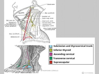 DR NDAYISABA CORNEILLE
 