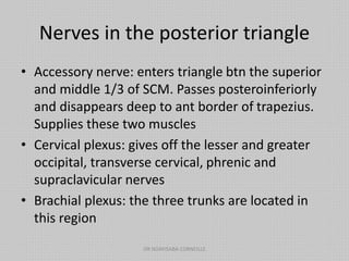 Nerves in the posterior triangle
• Accessory nerve: enters triangle btn the superior
and middle 1/3 of SCM. Passes posteroinferiorly
and disappears deep to ant border of trapezius.
Supplies these two muscles
• Cervical plexus: gives off the lesser and greater
occipital, transverse cervical, phrenic and
supraclavicular nerves
• Brachial plexus: the three trunks are located in
this region
DR NDAYISABA CORNEILLE
 