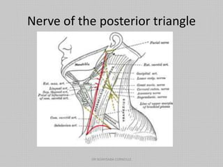 Nerve of the posterior triangle
DR NDAYISABA CORNEILLE
 